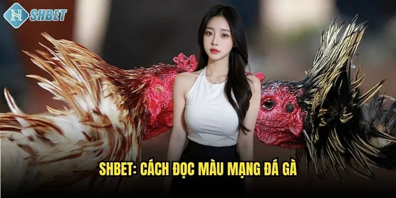 Shbet: Cách đọc màu mạng đá gà