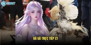 Đá Gà Trực Tiếp C1