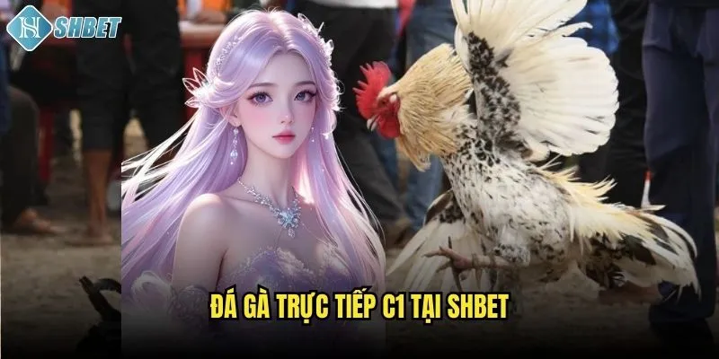 Đá gà trực tiếp C1 tại Shbet