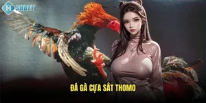 Đá Gà Cựa Sắt Thomo