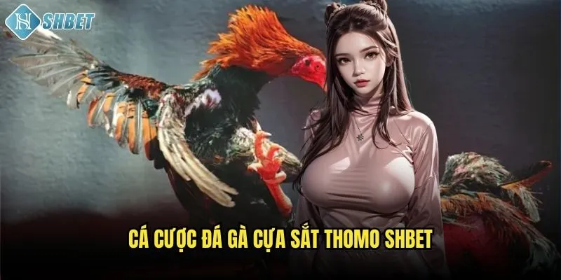 Phê Lốc Đá Gà Cựa Sắt Thomo Shbet: Quyết Chiến Đẳng Cấp 3 Cá cược đá gà cựa sắt Thomo Shbet