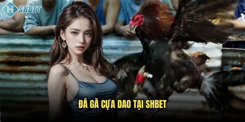 Đá gà cựa dao tại Shbet