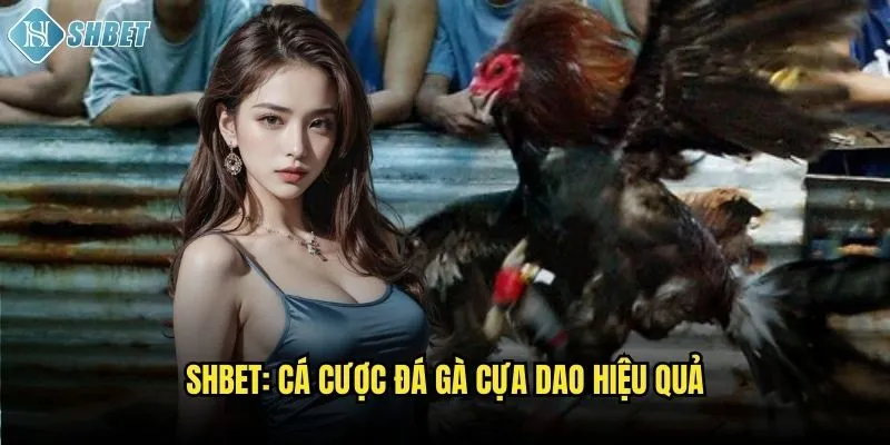 Shbet: Cá cược đá gà cựa dao hiệu quả