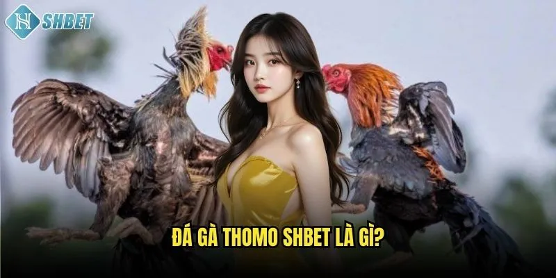 Đá gà Thomo Shbet là gì?