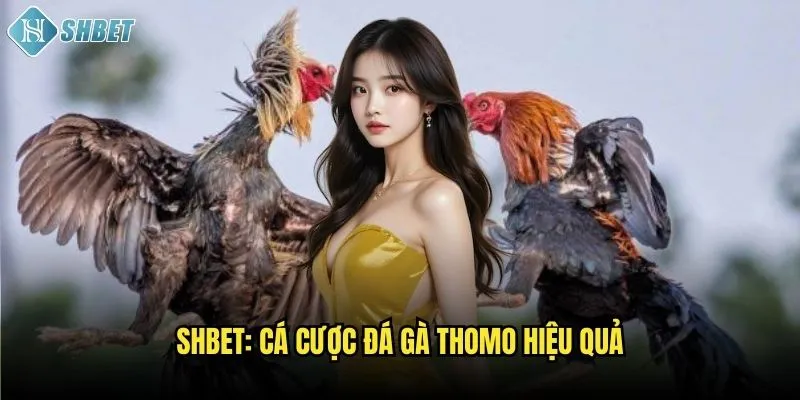 Shbet: Cá cược đá gà Thomo hiệu quả