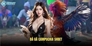 Đá gà Campuchia Shbet