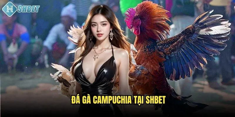 Đá gà Campuchia tại Shbet